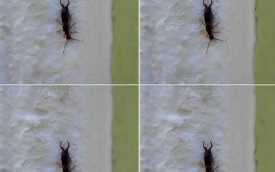 Advarsel! Hvis du har funnet dette insektet i hjemmet ditt, er det et tegn på at du må