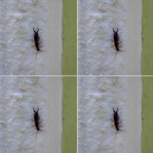 Advarsel! Hvis du har funnet dette insektet i hjemmet ditt, er det et tegn på at du må