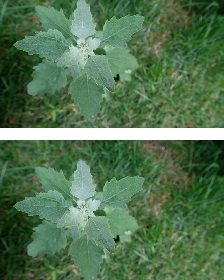 De fleste aner ikke. Her er den skjulte kraften til denne planten.