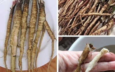 En plante som dreper kreftceller på bare 48 timer! Den er hundre ganger mer effektiv enn cellegift.