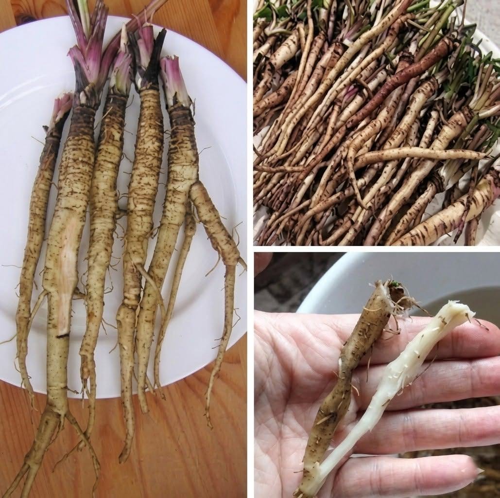 En plante som dreper kreftceller på bare 48 timer! Den er hundre ganger mer effektiv enn cellegift.